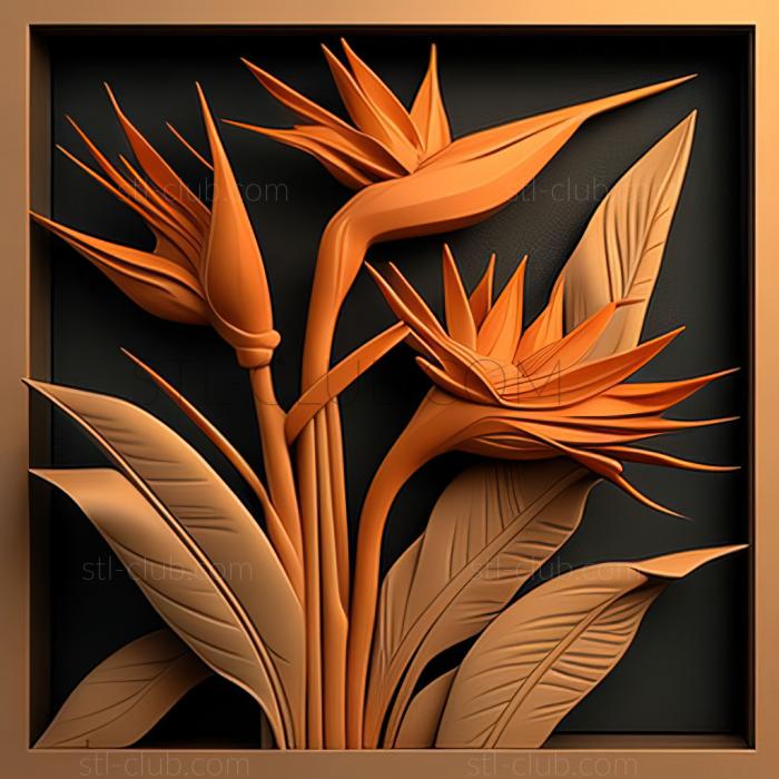 st Strelitzia